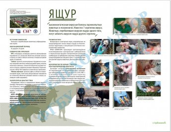Вирусная болезнь парнокопытных ЯЩУР