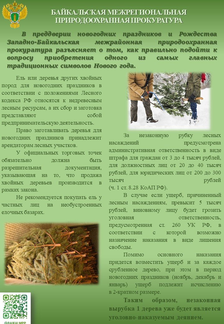 Байкальская межрегиональная природоохранная прокуратура разъясняет законодательство об ответственности за незаконную рубку деревьев хвойных пород в преддверии новогодних праздников